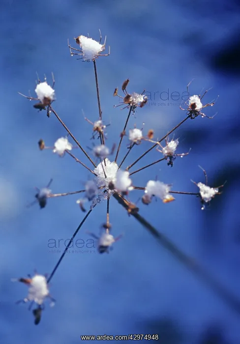 : Hogweed, Heracleum sphondylium : Hogweed, Heracleum sphondylium