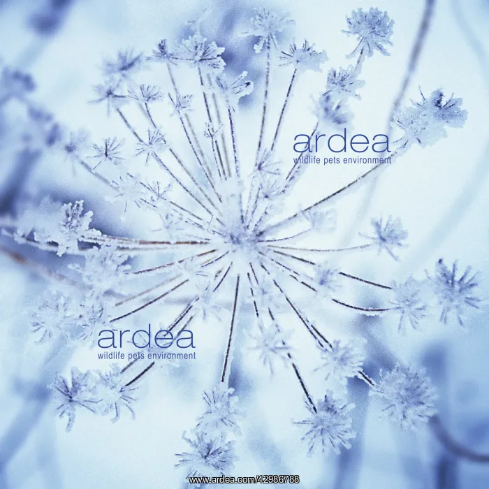 : Hogweed, Heracleum sylvatica : Hogweed, Heracleum sylvatica