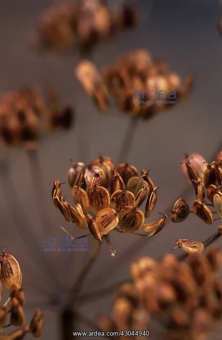 : Hogweed, Heracleum sphondylium : Hogweed, Heracleum sphondylium