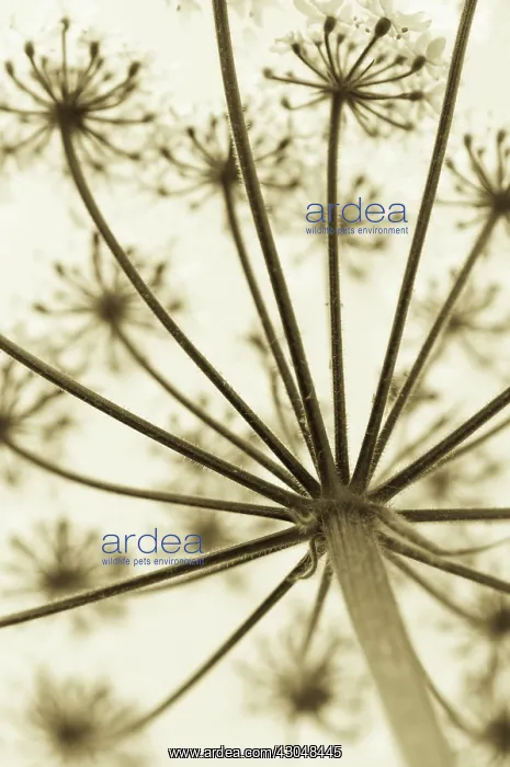 : Hogweed, Heracleum sphondylium : Hogweed, Heracleum sphondylium