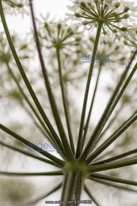 : Hogweed, Heracleum sphondylium : Hogweed, Heracleum sphondylium
