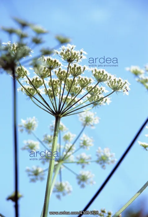 : Hogweed, Heracleum sphondylium : Hogweed, Heracleum sphondylium