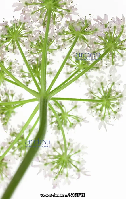 : Hogweed, Heracleum sphondylium : Hogweed, Heracleum sphondylium