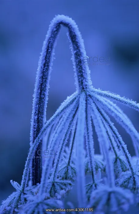 : Hogweed, Heracleum sphondylium : Hogweed, Heracleum sphondylium