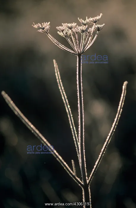 : Hogweed, Heracleum sphondylium : Hogweed, Heracleum sphondylium