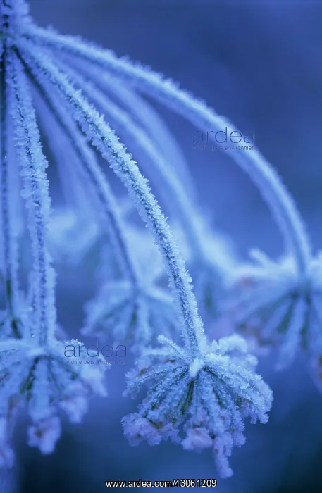 : Hogweed, Heracleum sphondylium : Hogweed, Heracleum sphondylium