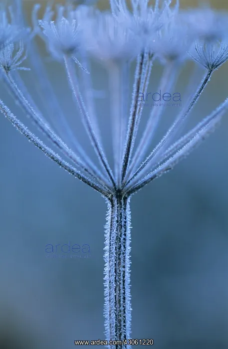 : Hogweed, Heracleum sphondylium : Hogweed, Heracleum sphondylium