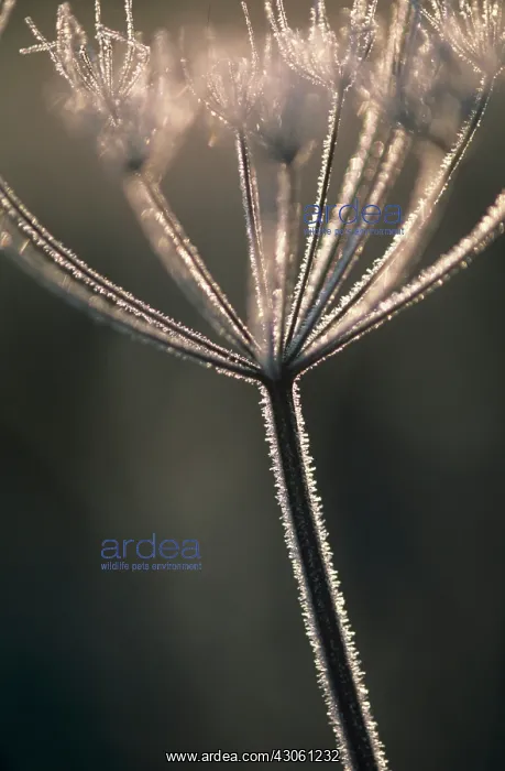 : Hogweed, Heracleum sphondylium : Hogweed, Heracleum sphondylium
