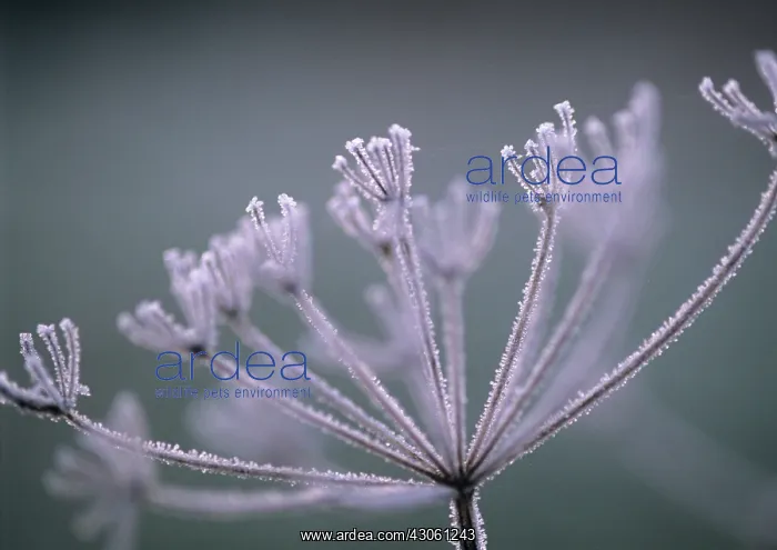 : Hogweed, Heracleum sphondylium : Hogweed, Heracleum sphondylium