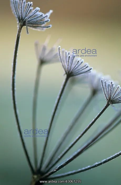 : Hogweed, Heracleum sphondylium : Hogweed, Heracleum sphondylium