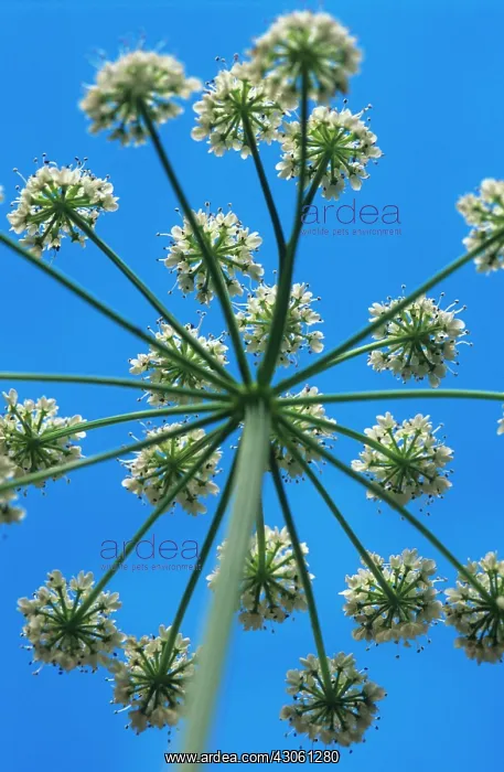 : Hogweed, Heracleum sphondylium : Hogweed, Heracleum sphondylium