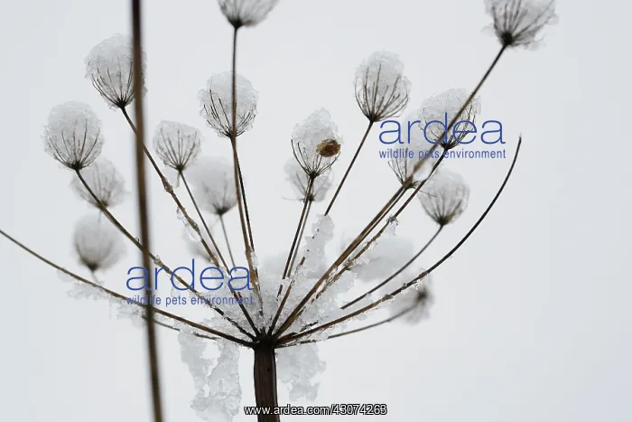 : Hogweed, Heracleum sphondylium : Hogweed, Heracleum sphondylium