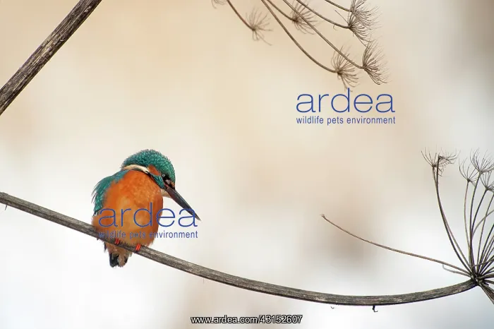 : Hogweed. Common Kingfisher (Alcedo atthis) male sitting on Hogweed : Hogweed. Common Kingfisher (Alcedo atthis) male sitting on Hogweed