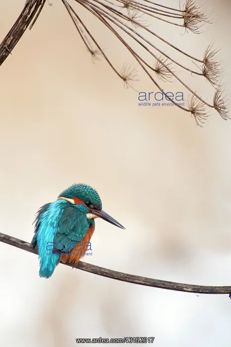 : Hogweed. Common Kingfisher (Alcedo atthis) male sitting on Hogweed : Hogweed. Common Kingfisher (Alcedo atthis) male sitting on Hogweed