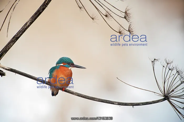 : Hogweed. Common Kingfisher (Alcedo atthis) male sitting on Hogweed : Hogweed. Common Kingfisher (Alcedo atthis) male sitting on Hogweed