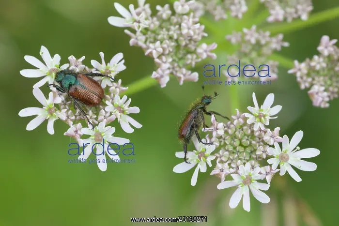 : Hogweed. Two Garden chafer (Phyllopertha horticola) foraging on the top : Hogweed. Two Garden chafer (Phyllopertha horticola) foraging on the top