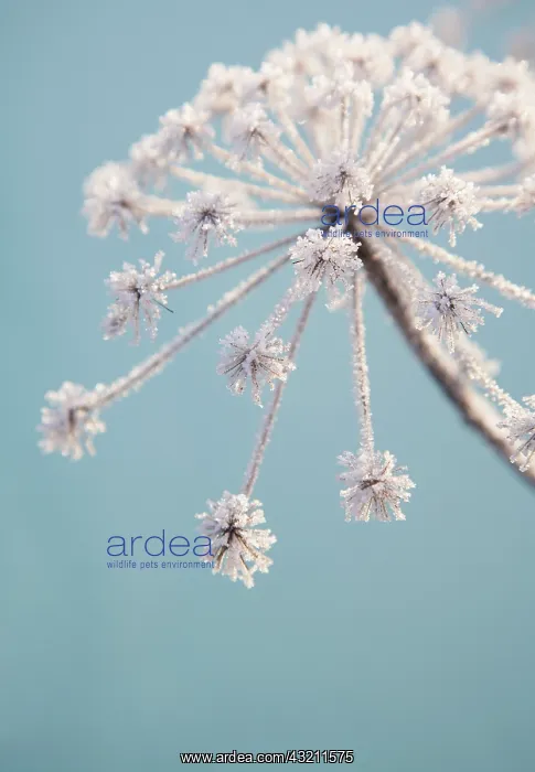 : Hogweed, Heracleum sphondylium : Hogweed, Heracleum sphondylium