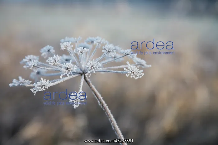 : Hogweed, Heracleum sphondylium : Hogweed, Heracleum sphondylium
