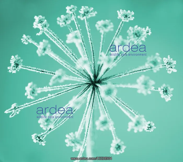 : Hogweed, Heracleum sphondylium : Hogweed, Heracleum sphondylium