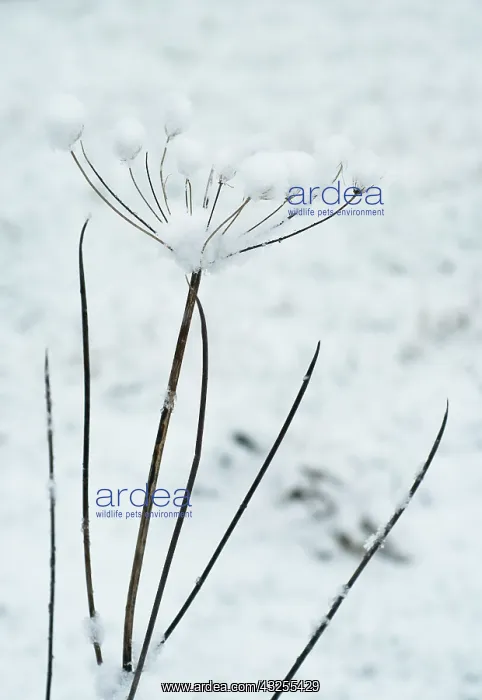 : Hogweed, Heracleum sphondylium : Hogweed, Heracleum sphondylium