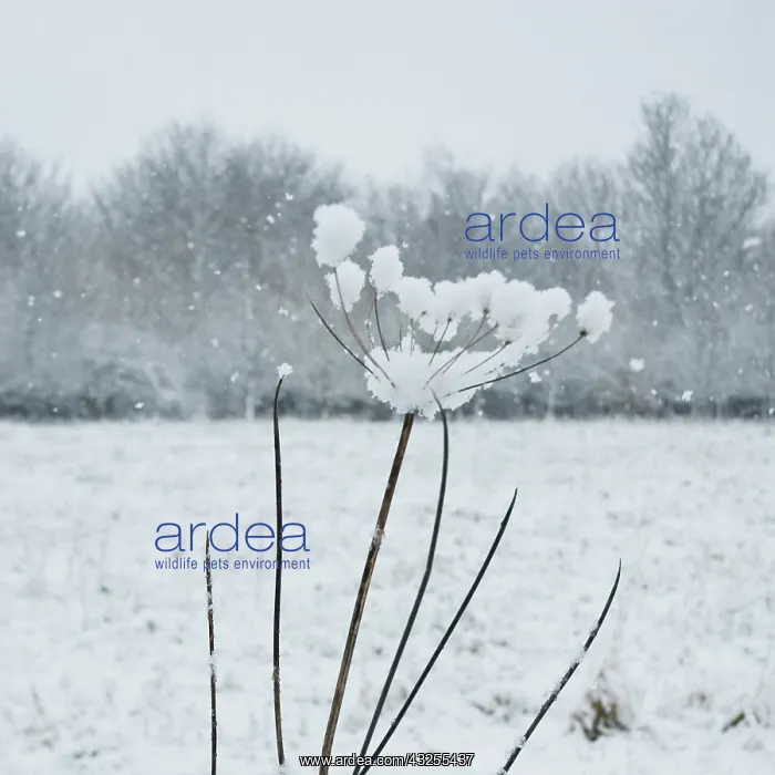 : Hogweed, Heracleum sphondylium : Hogweed, Heracleum sphondylium