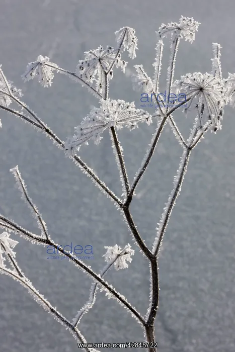 : Hogweed - covered in frost : Hogweed - covered in frost