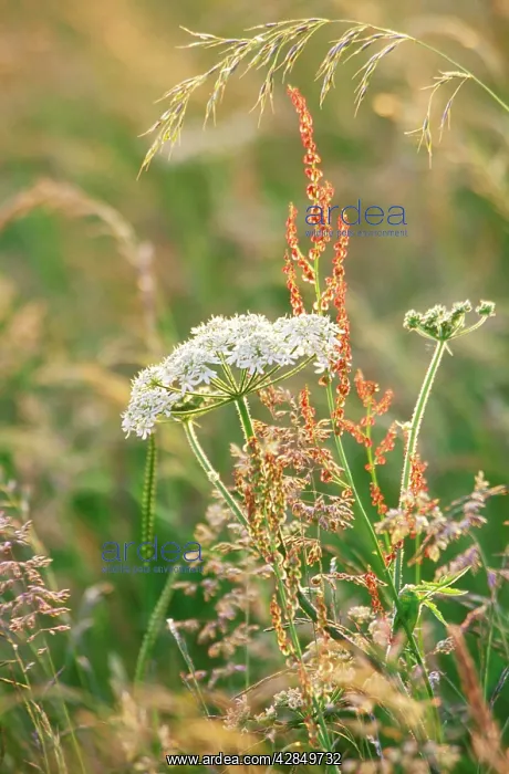 : HOGWEED / Cow Parsnip : HOGWEED / Cow Parsnip