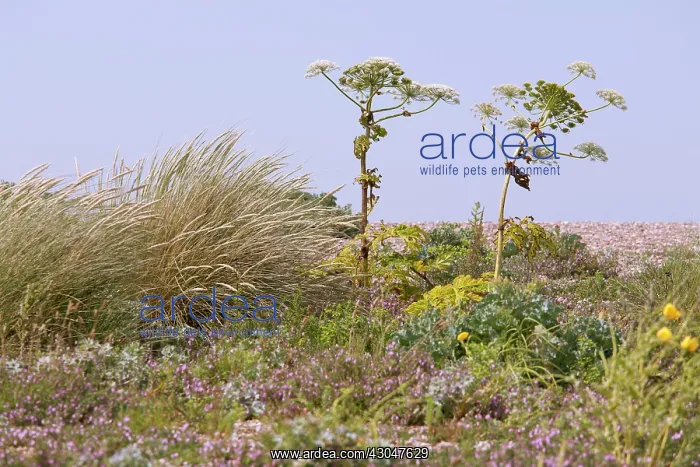 : Hogweed, Giant hogweed : Hogweed, Giant hogweed