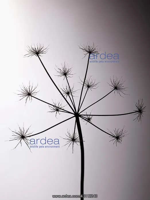 : Hogweed, Heracleum sphondylium, Silhouette of skeleton : Hogweed, Heracleum sphondylium, Silhouette of skeleton