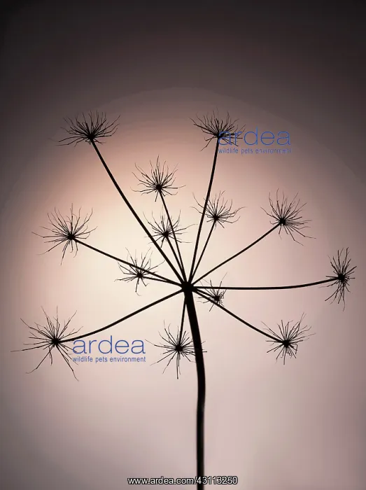 : Hogweed, Heracleum sphondylium, Silhouette of skeleton : Hogweed, Heracleum sphondylium, Silhouette of skeleton