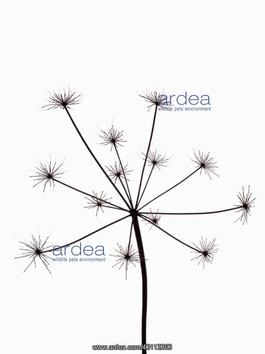  : Hogweed, Heracleum sphondylium, Silhouette of skeleton