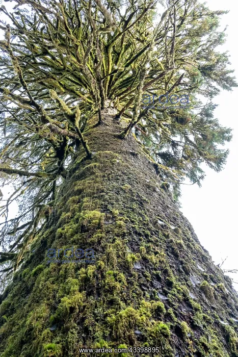 : Hoh Rain Forest, Olympic National Park, Washington : Hoh Rain Forest, Olympic National Park, Washington