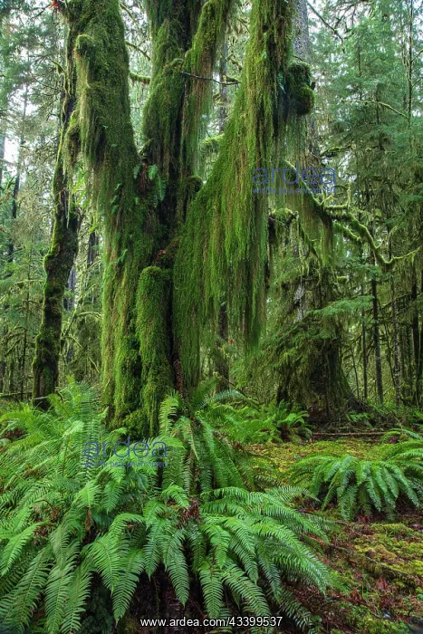 : Hoh Rainforest, Olympic National Park : Hoh Rainforest, Olympic National Park