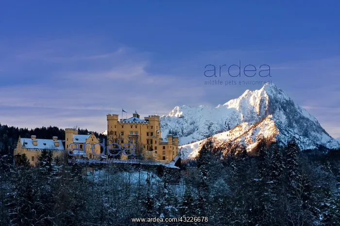  : Hohenschwangau Castle in the Bavarian Mountains