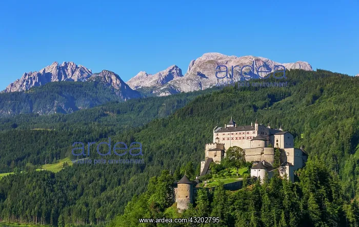 : Hohenwerfen Castle with view to the Hochknnig, Werfen : Hohenwerfen Castle with view to the Hochknnig, Werfen