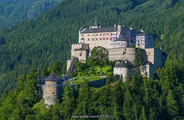 : Hohenwerfen Castle with view to the Hochknnig, Werfen : Hohenwerfen Castle with view to the Hochknnig, Werfen