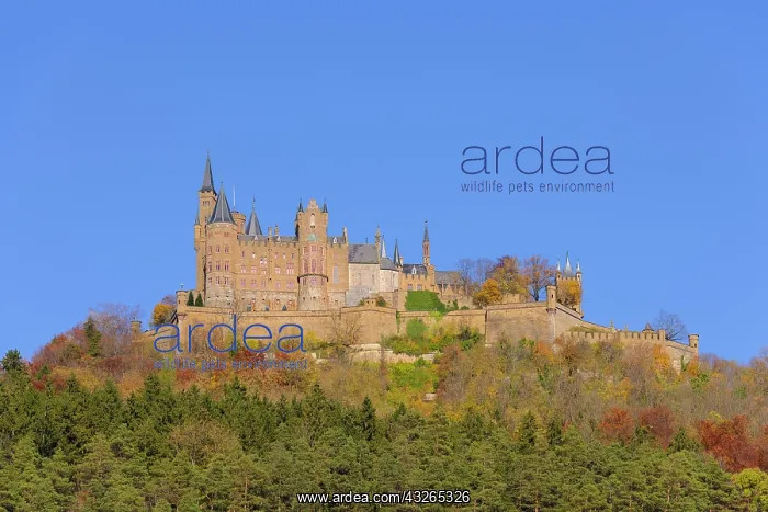 : Hohenzollern Castle with autumn forest, Swabian : Hohenzollern Castle with autumn forest, Swabian