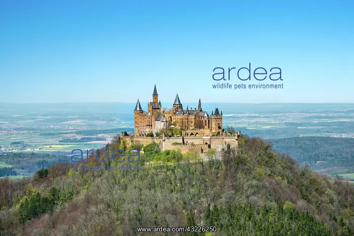 : Hohenzollern Castle, Zollernalbkreis, Swabian Jura : Hohenzollern Castle, Zollernalbkreis, Swabian Jura