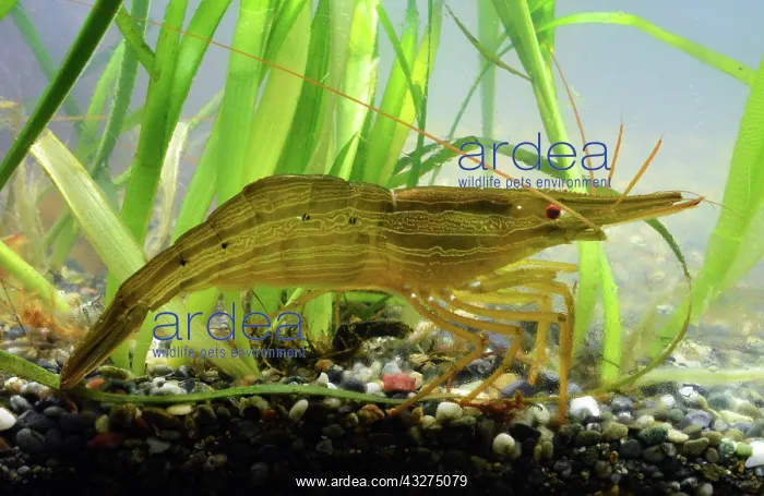 : Hokkai Shrimp; inshore seas North Pacific, Japan; : Hokkai Shrimp; inshore seas North Pacific, Japan;