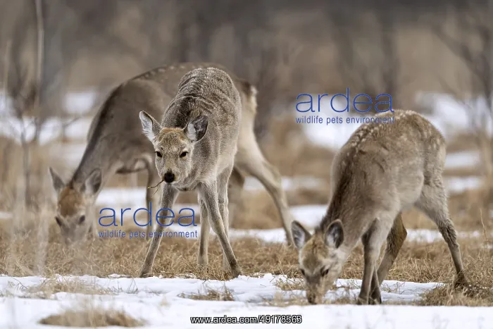 : Hokkaido sika deer (Cervus nippon yesoensis) : Hokkaido sika deer (Cervus nippon yesoensis)