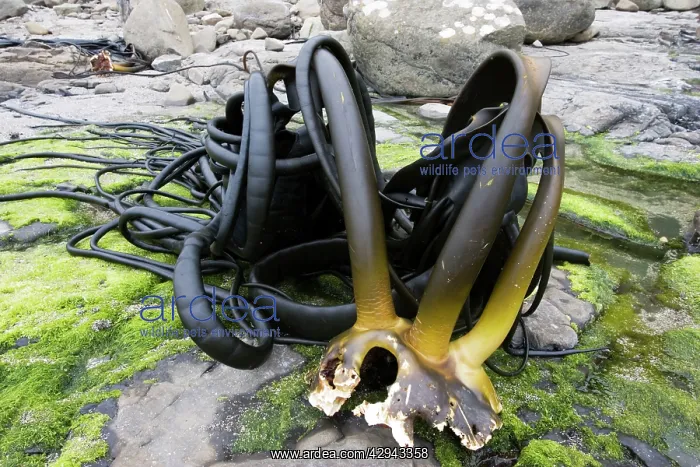 : Holdfast or stipe of large kelp washed up on beach : Holdfast or stipe of large kelp washed up on beach