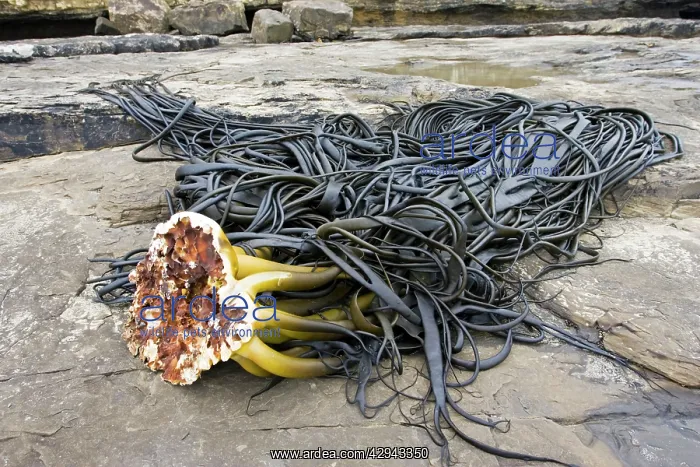 : Holdfast or stripe of large kelp washed up on beach : Holdfast or stripe of large kelp washed up on beach