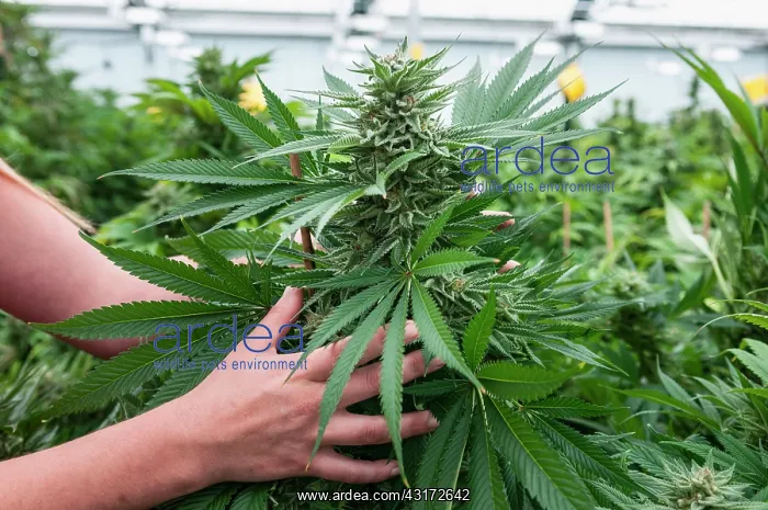 : Holding and admiring very large bud on marijuana : Holding and admiring very large bud on marijuana