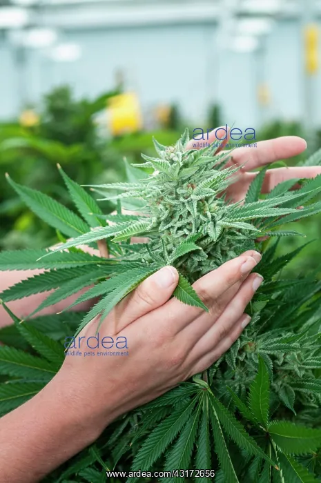 : Holding and admiring very large bud on marijuana : Holding and admiring very large bud on marijuana