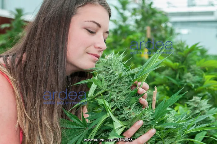 : Holding and admiring very large bud on marijuana : Holding and admiring very large bud on marijuana