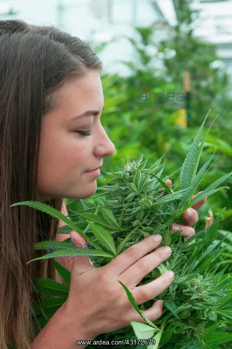 : Holding and admiring very large bud on marijuana : Holding and admiring very large bud on marijuana