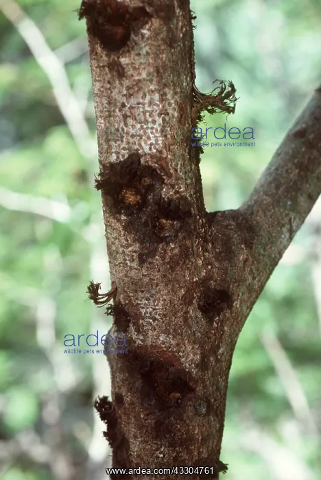 : HOLES - gouged by Marmoset on feeding tree sp. Parika : HOLES - gouged by Marmoset on feeding tree sp. Parika