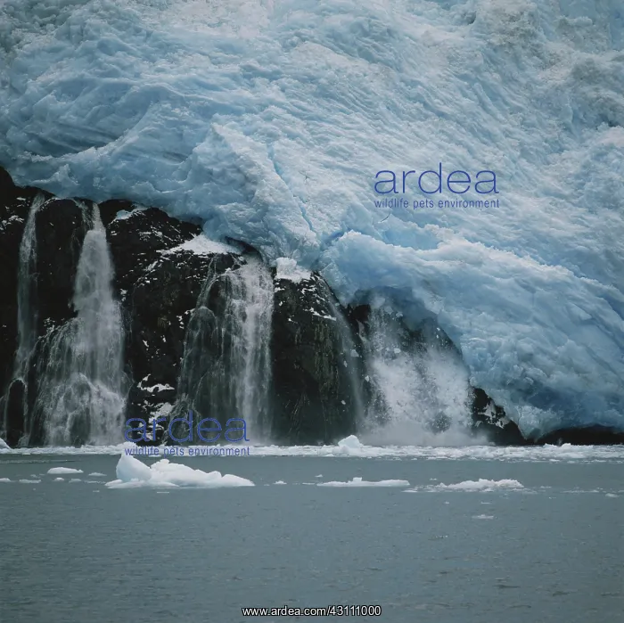 : Holgate Glacier : Holgate Glacier