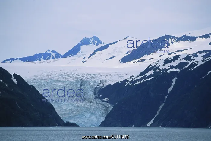 : Holgate Glacier : Holgate Glacier