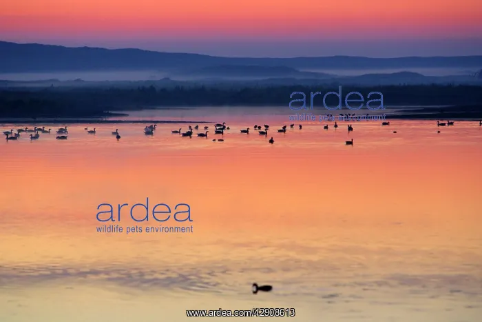 : Holland - Twilight over lake in summer, in between : Holland - Twilight over lake in summer, in between